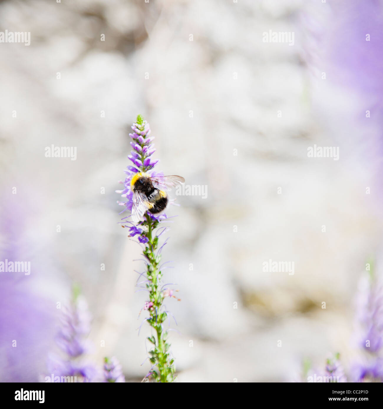 Irland, Grafschaft Westmeath, Hummel auf Lavendel Stockfoto