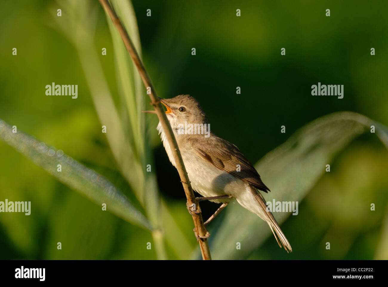 Blyth´s-Rohrsänger (Acrocephalus Dumetorum) singen in einer Weide Stockfoto