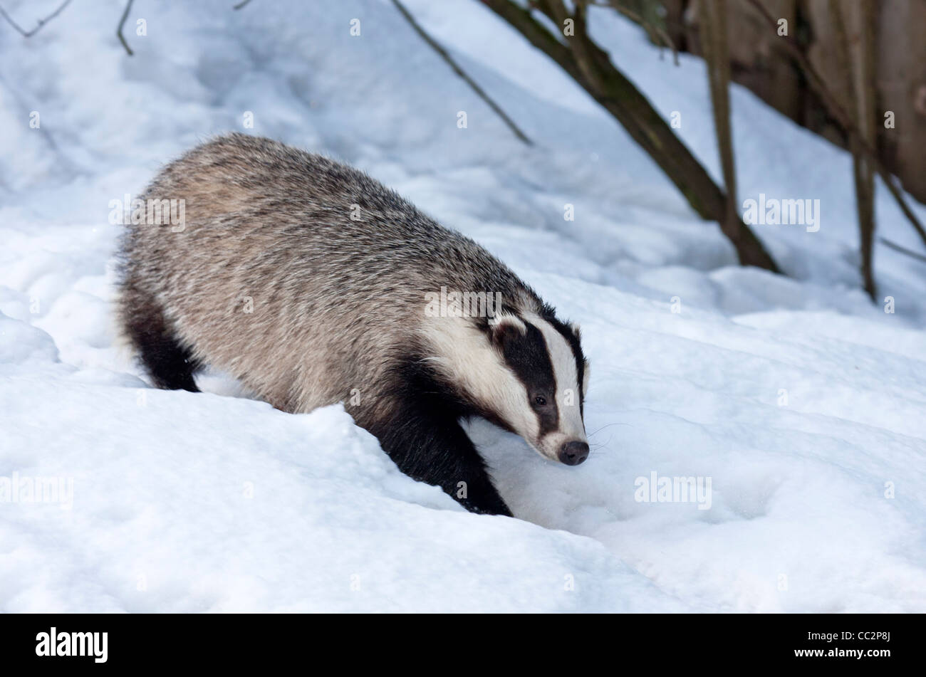 Europäischer Dachs im Schnee (Meles Meles Stockfotografie Alamy