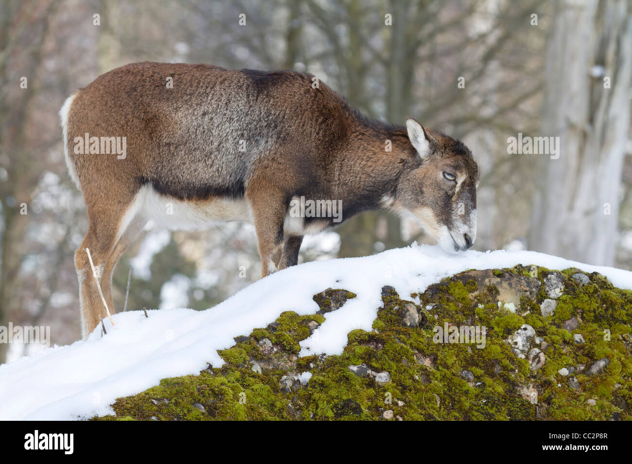 Mufflon (Ovis Orientalis Musimon) Stockfoto