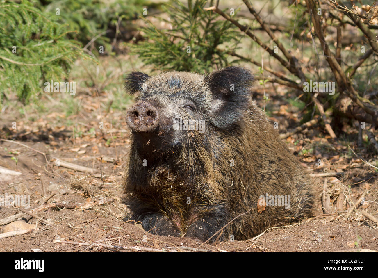 Wildschwein (Sus Scrofa) Stockfoto