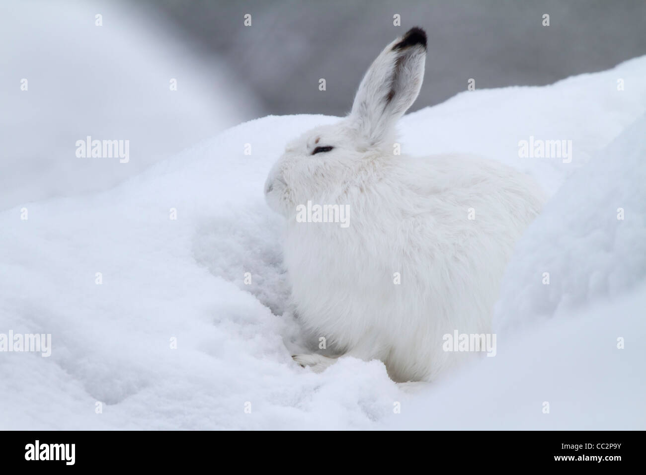 Schneehase im Schnee (Lepus Timidus) Stockfoto