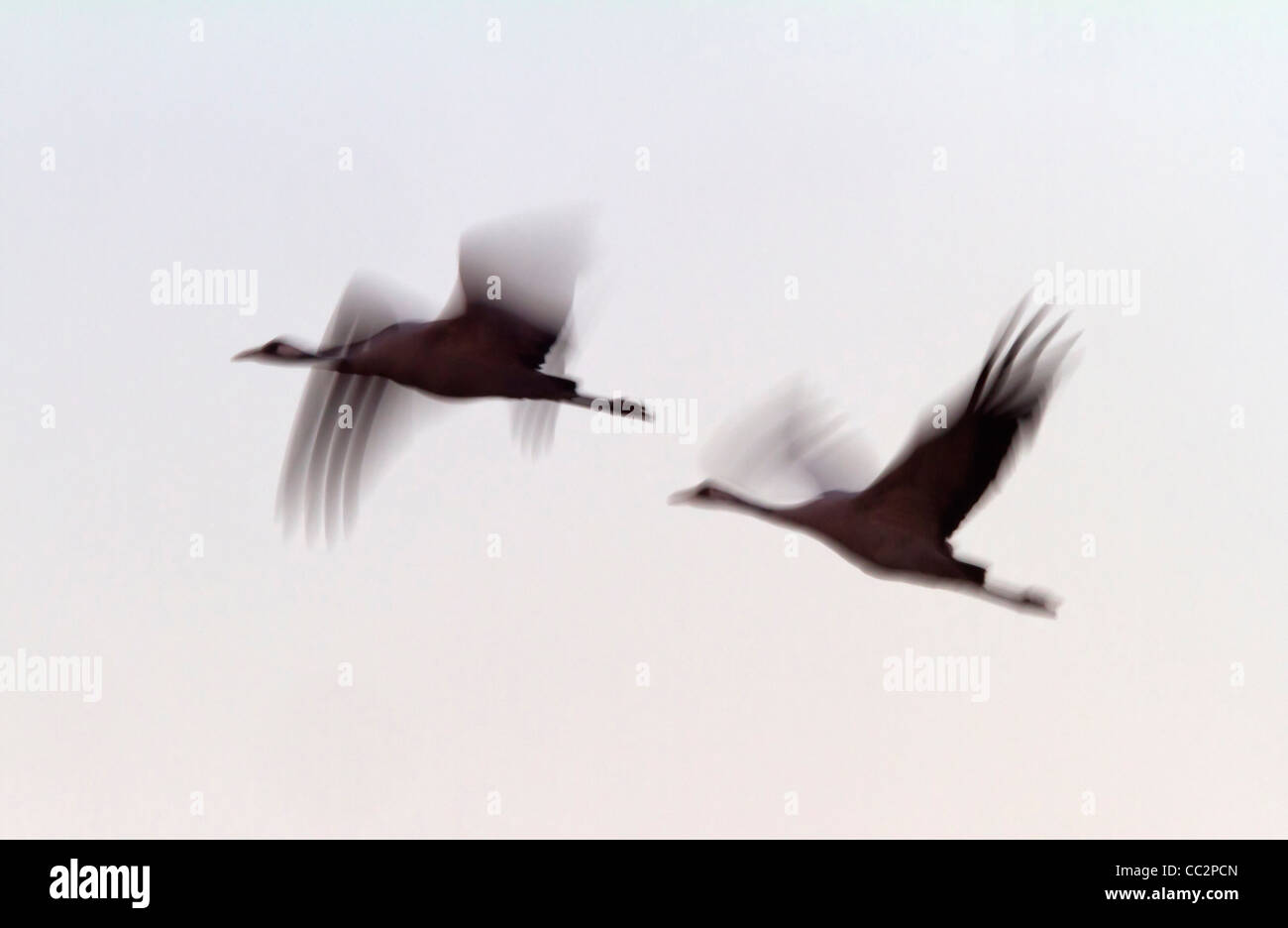 Kraniche (Grus Grus) Stockfoto