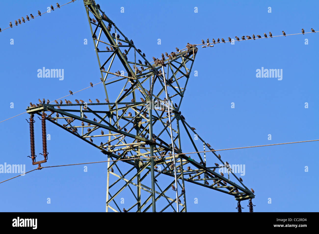 Stare auf einen Strommast (Sturnus Vulgaris) Stockfoto