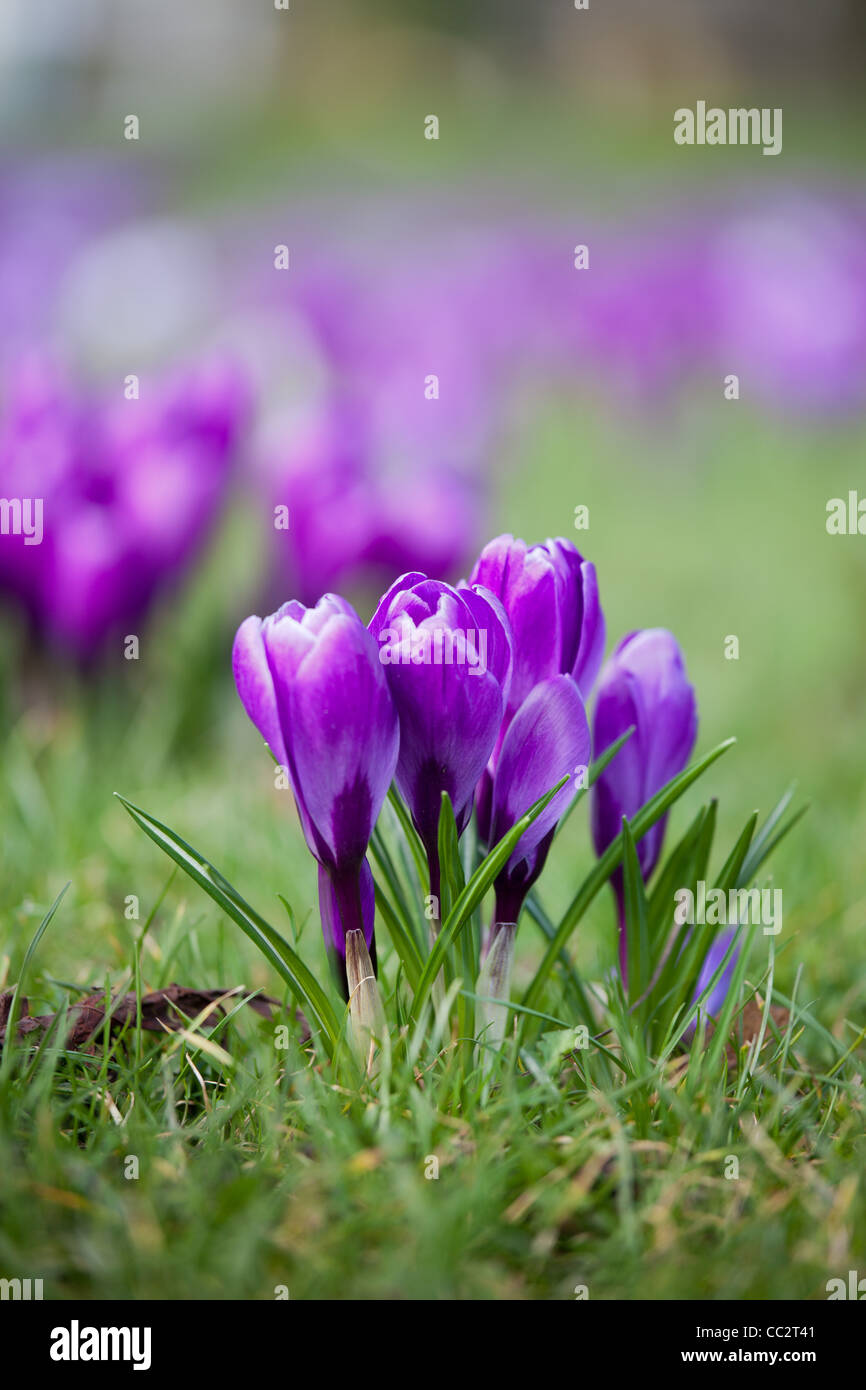 Crocus vernus Stockfoto