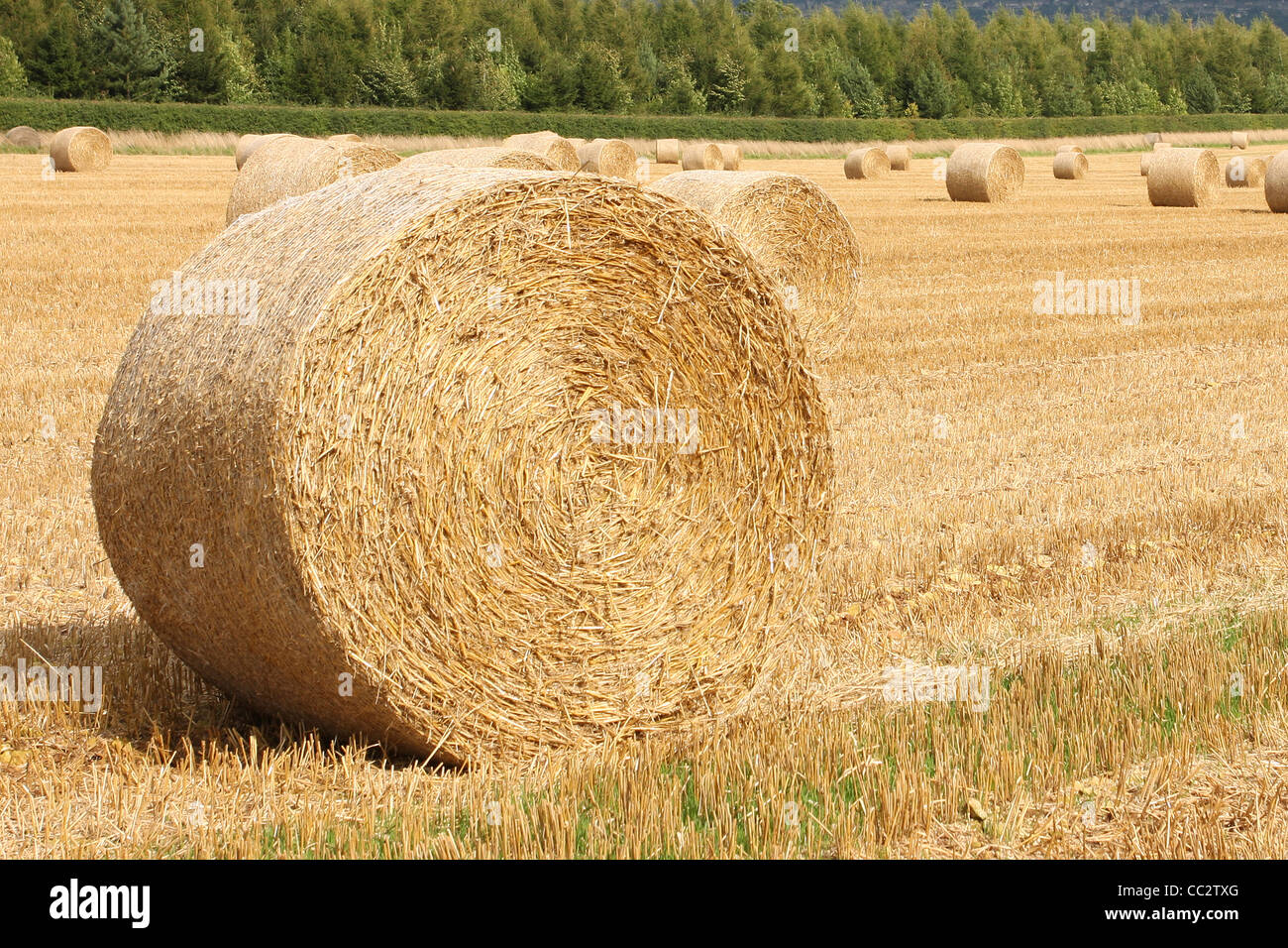 Hay Bails In einem Feld Stockfoto