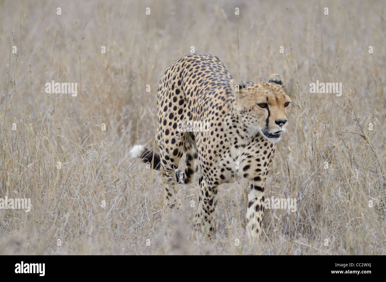 Erwachsene männliche Geparden (Acinonyx jubatus) Serengeti Nationalpark in Tansania Afrika Stockfoto