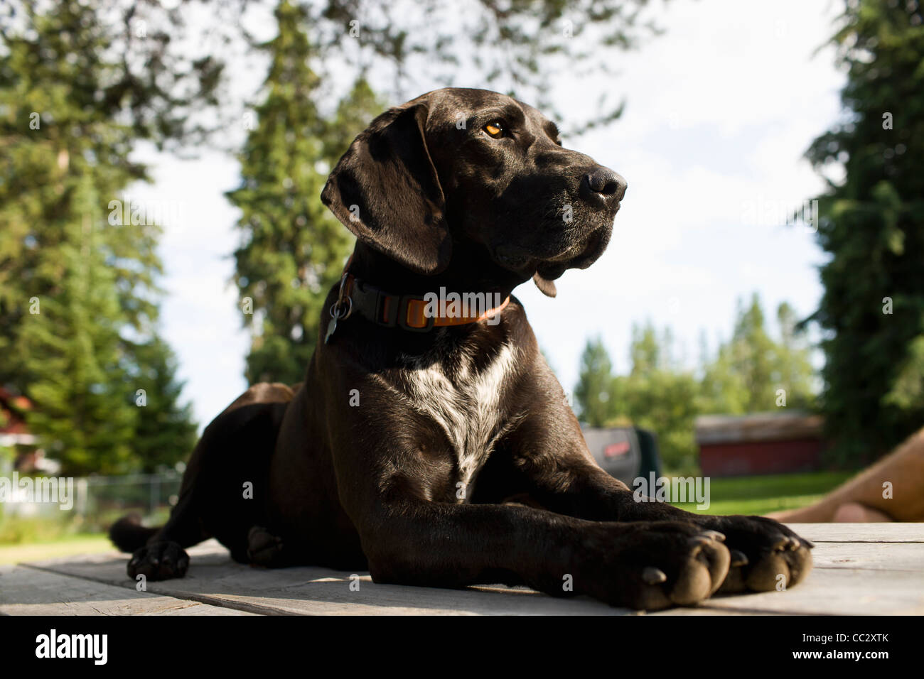 USA, Montana, Felchen, schwarzer Hund im Hinterhof Stockfoto