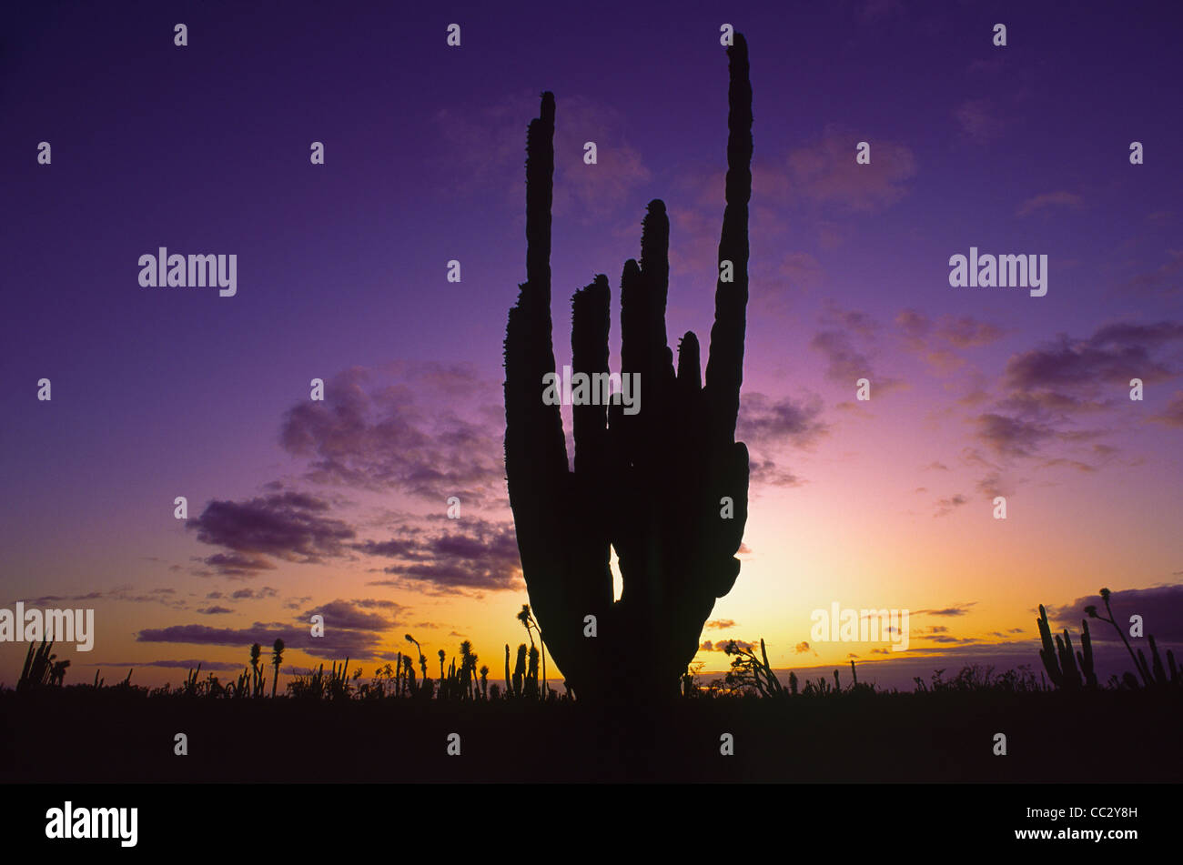 Mexiko, Baja California, Cactus bei Sonnenuntergang Stockfoto