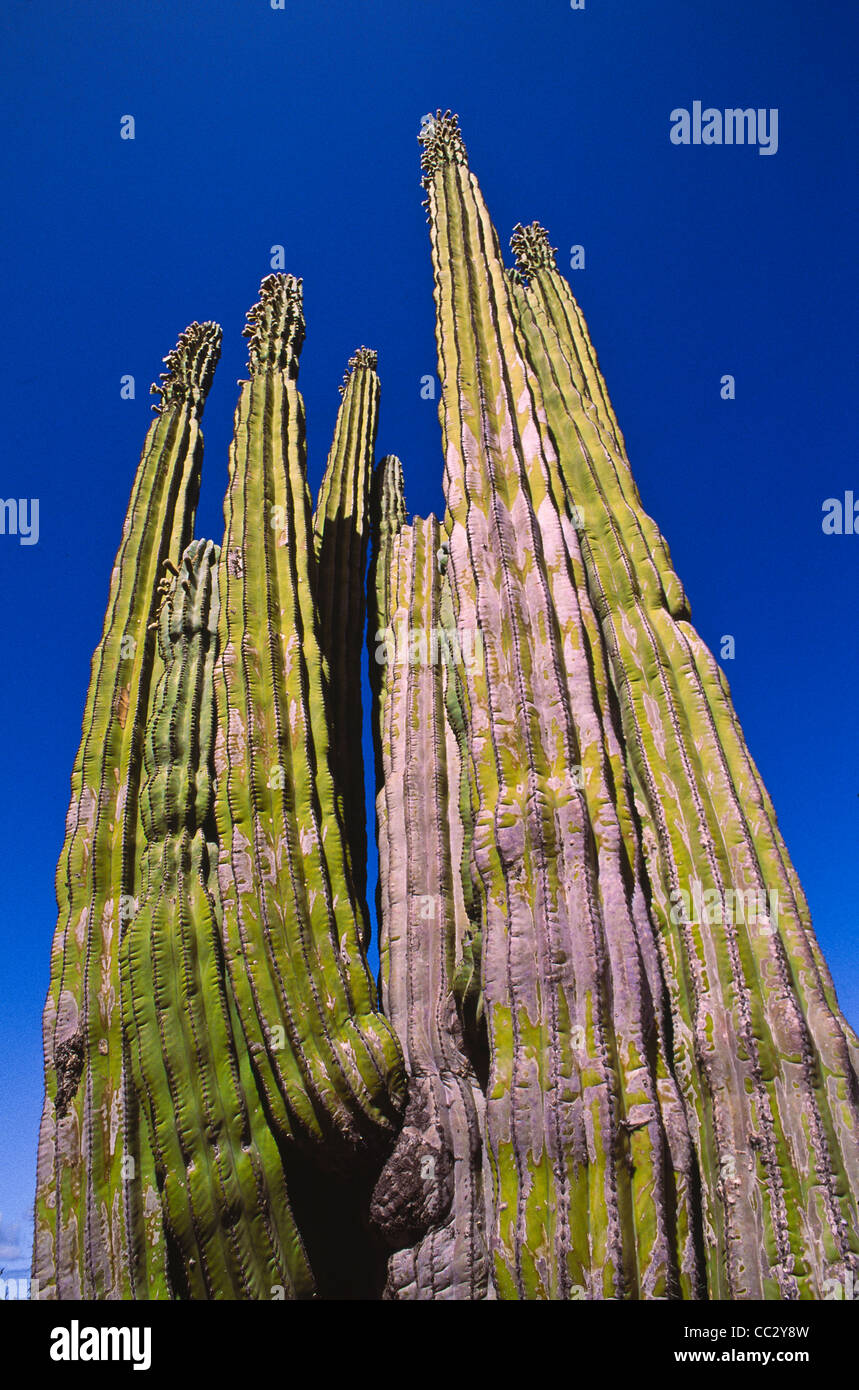 Mexiko, Baja California, Cardon Kaktus Stockfoto