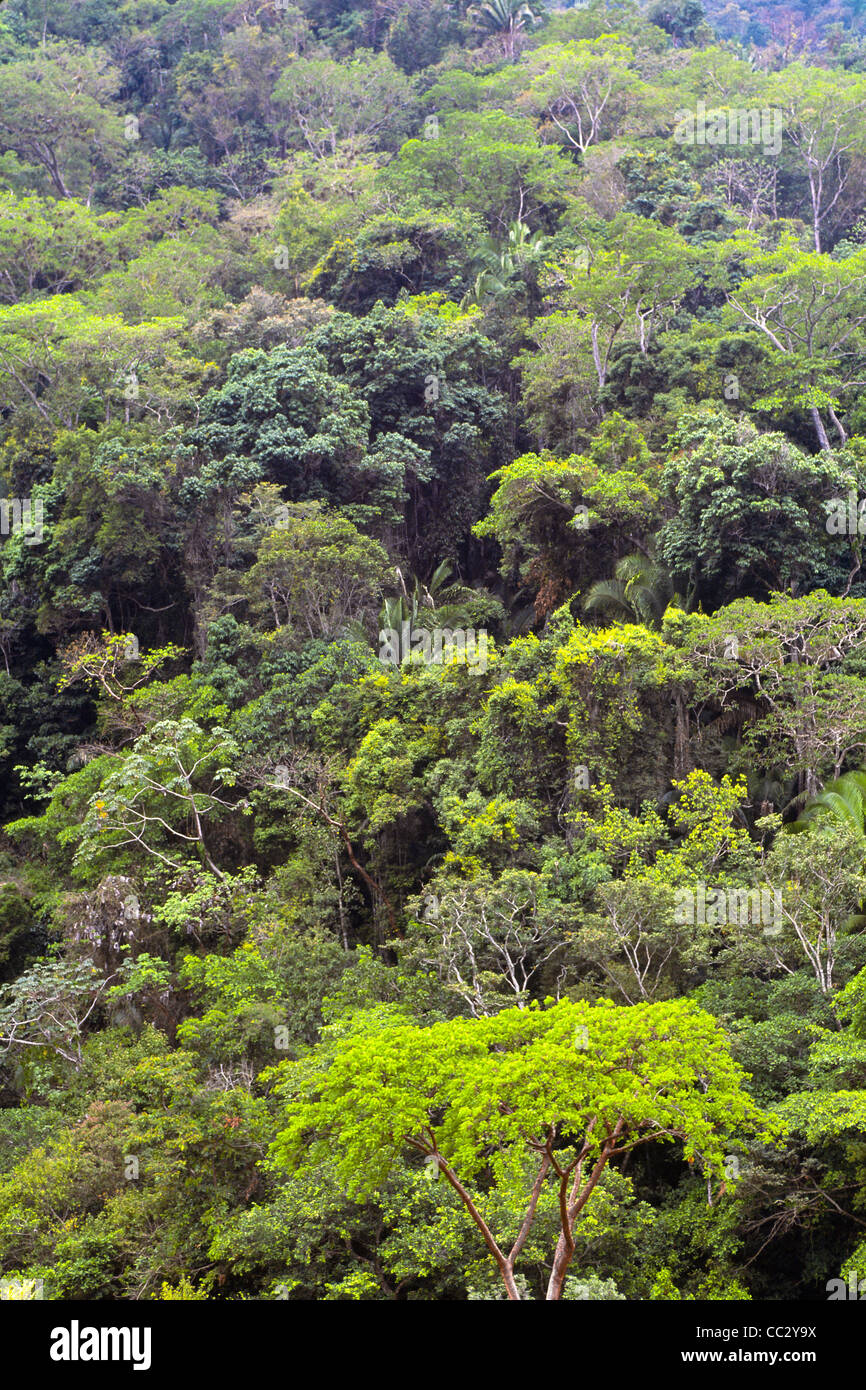 Mexiko, Puerto Vallarta, Jalisco grünen Wald Stockfoto