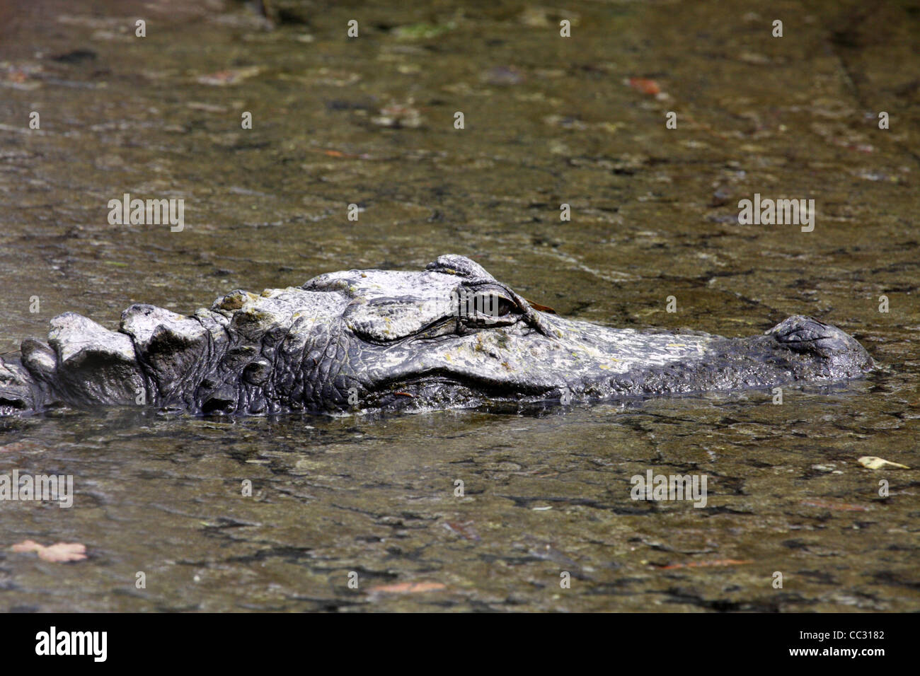 Amerikanischer Alligator (Alligator Mississippiensis) Stockfoto