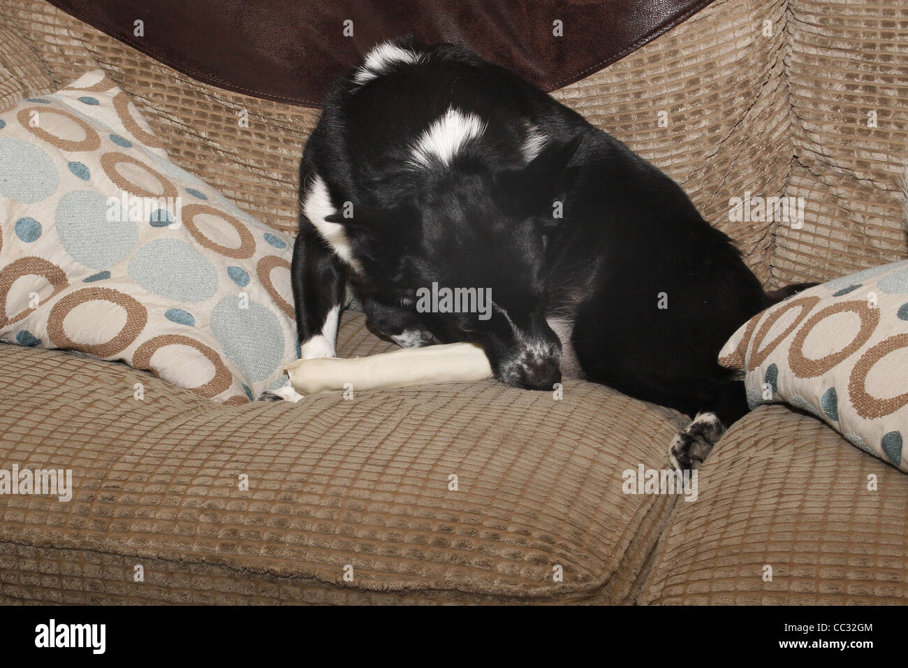 rawhide Hund kauen Spielzeug Canis Lupus familiaris Stockfoto