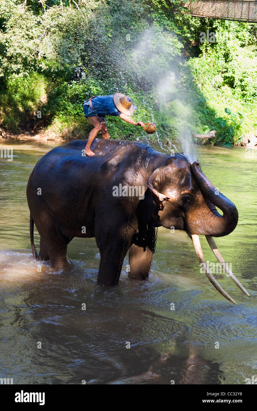 Elefant Badezeit in einem Fluss, wie es Wasser auf seinen Mahout (Master) weht. Chiang Dao, Provinz Chiang Mai, THAILAND. Stockfoto