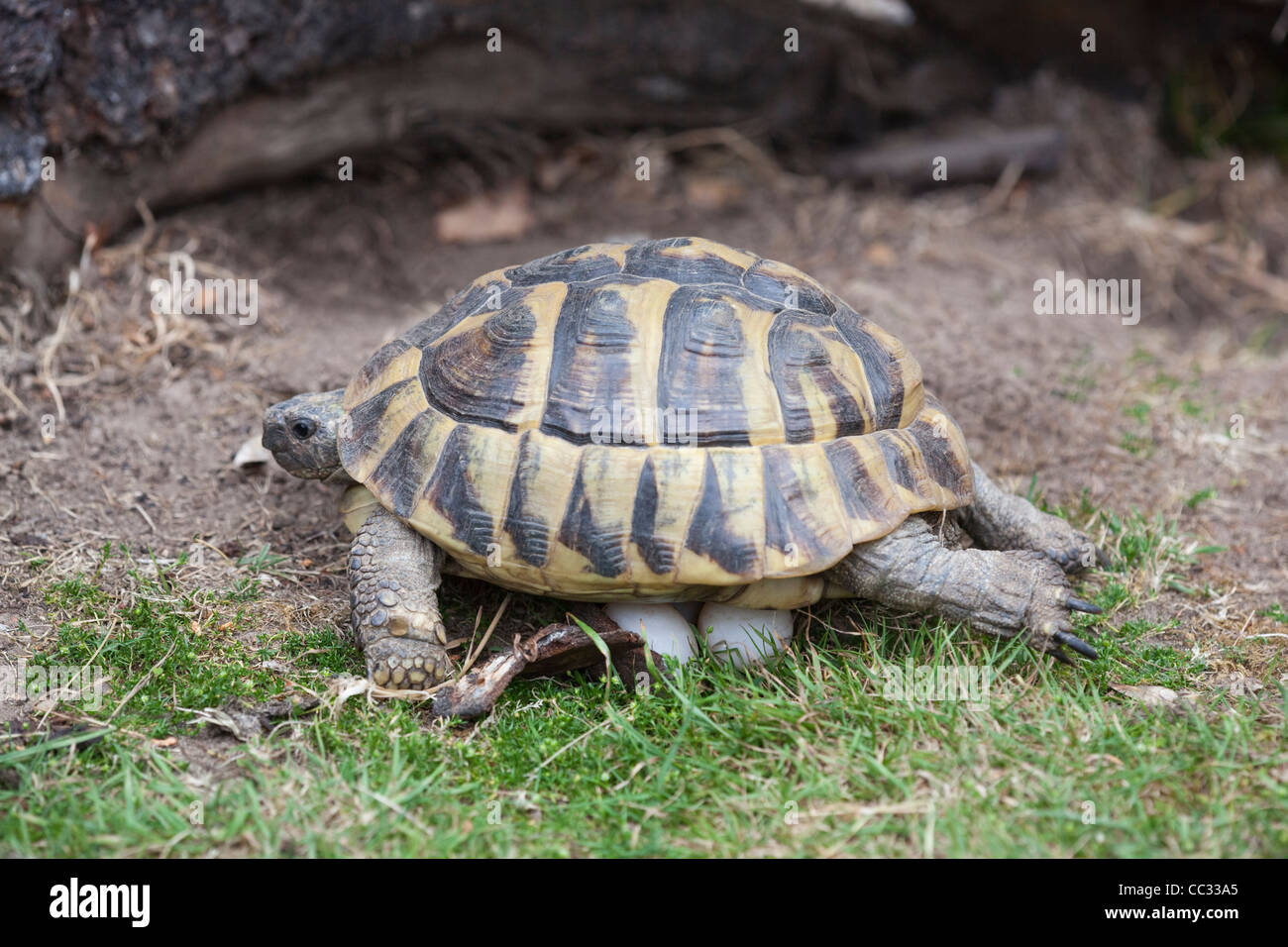 Herman Schildkröte (Testudo Hermanni). Weiblich, ein Gelege mit Eiern etwa, sie mit Erde mit Hinterpfoten bedecken gelegt. Stockfoto