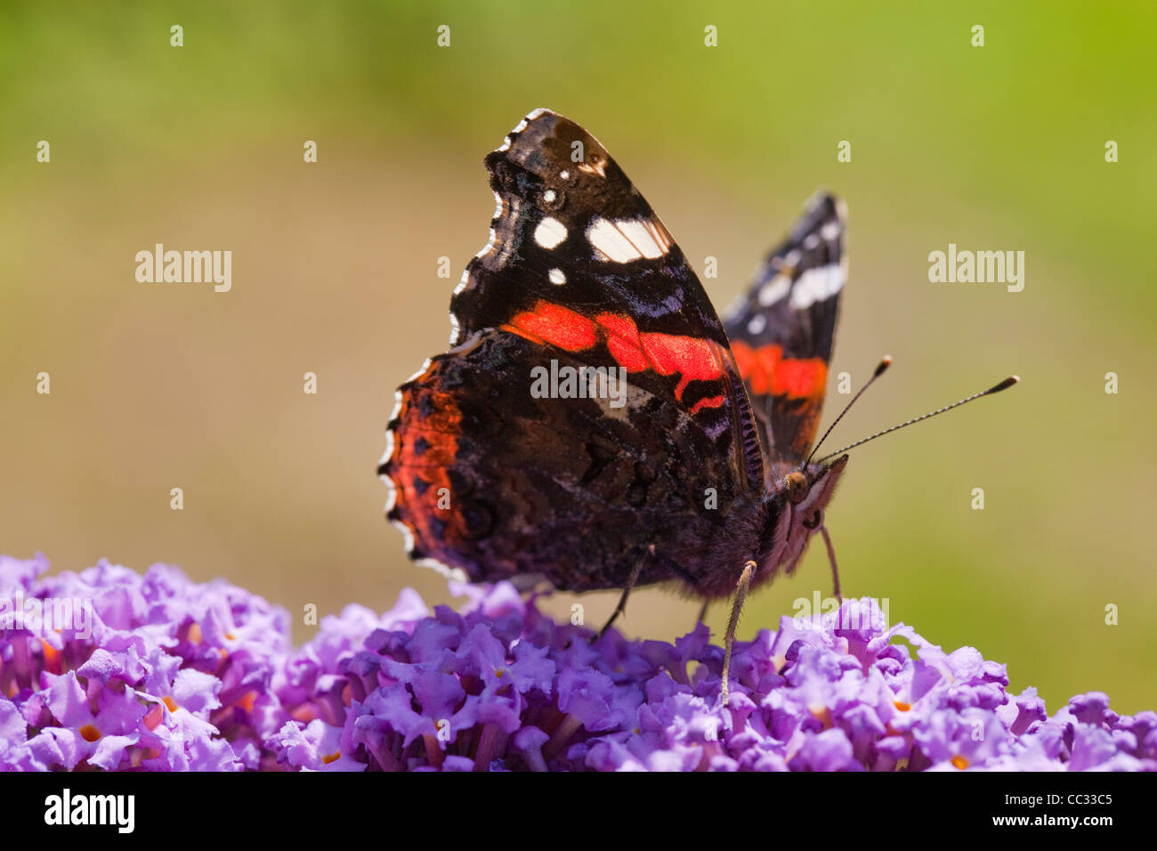 Rot Schmetterling Admiral (Vanessa atalanta). Durchscheinendem Flügeln. Über unfurled Rüssel auf Nektar von kultivierten Sommerflieder Blumen zu füttern. Stockfoto