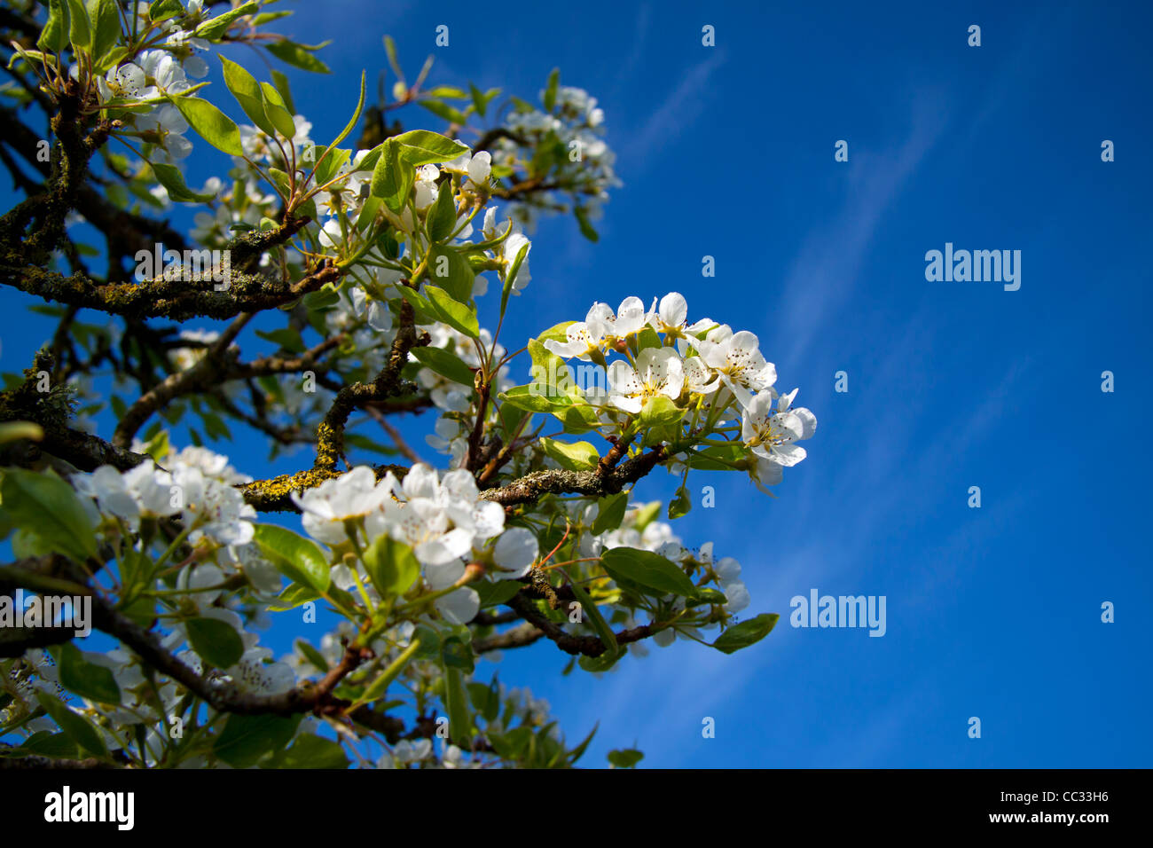 Birne Blüte Anfang April vor einem klaren blauen Himmel fotografiert. Stockfoto