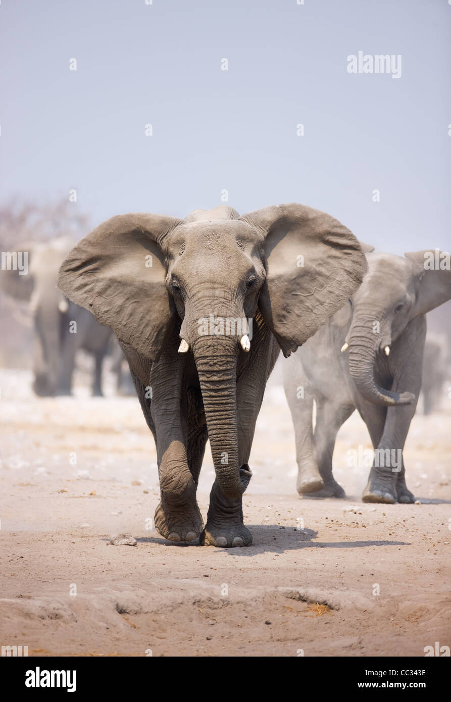 Elefant nähert sich über staubigen Sand mit Herde nach im Hintergrund Stockfoto
