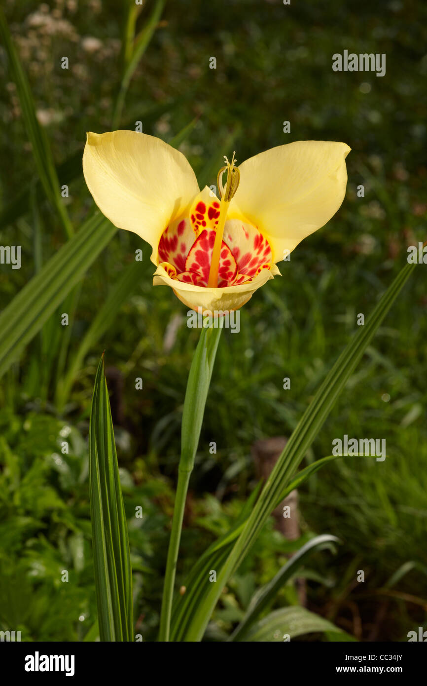 Tigridia Blume gelb.  Wissenschaftlicher Name: Tigridia Pavonia. Stockfoto