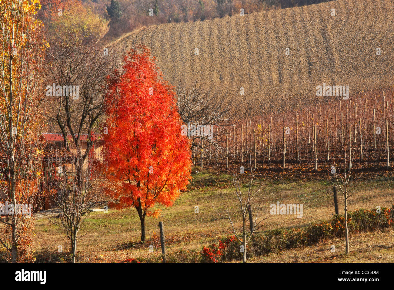 Baum mit schönen roten Blätter gegen ländlichen Gebiet im Piemont, Norditalien. Stockfoto