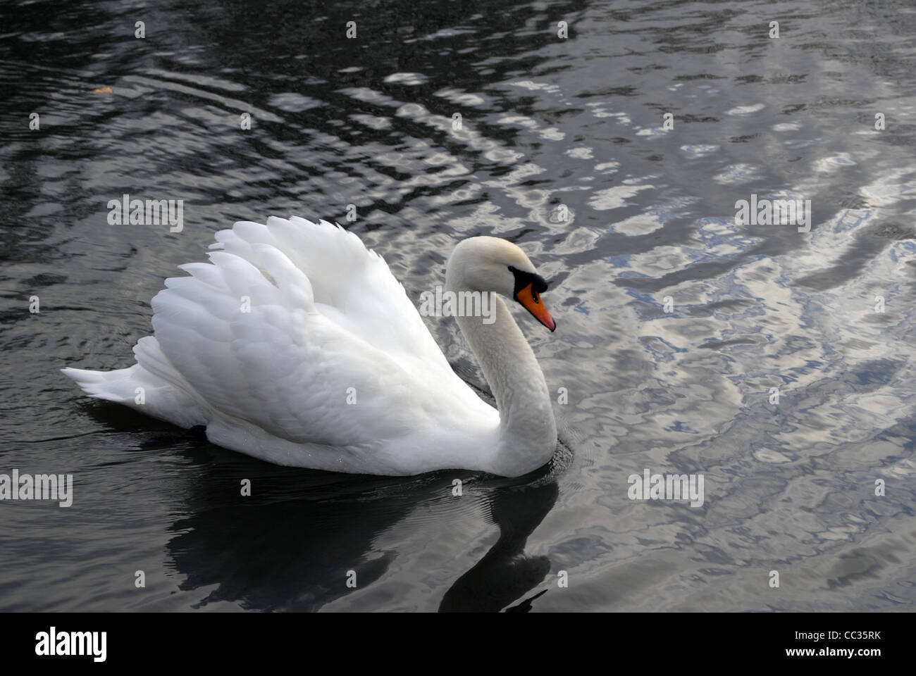 Weißer Schwan, der in einem Teich Stockfoto, Bild 41867047 Alamy