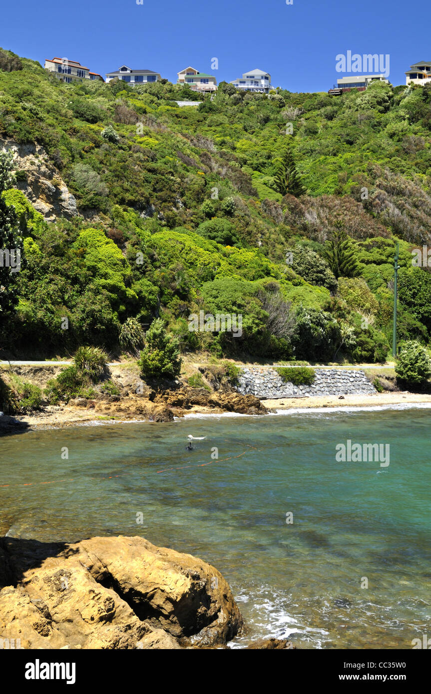 Hilltop Häuser mit Blick auf die Sharks Bay, wo ein schwarzer Hund und weißer Hund spielen, Neuseeland, Wellington. Stockfoto