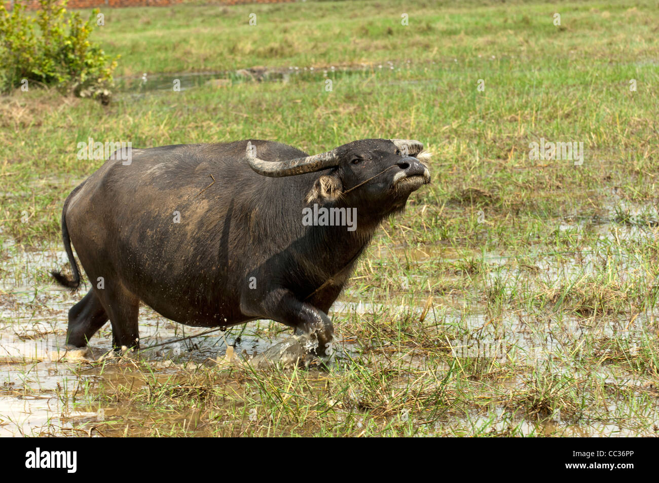 Wasserbüffel (Bubalus Arnee) Weiden auf einem abgeernteten Reisfeld, Kambodscha Stockfoto