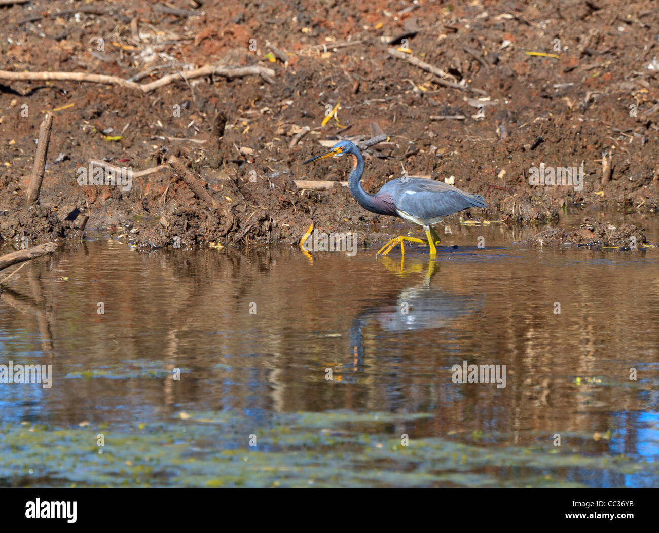 Dreifarbigen Reiher, Egretta Tricolor waten in den Sümpfen am Brazos Bend State Park, Texas. Stockfoto