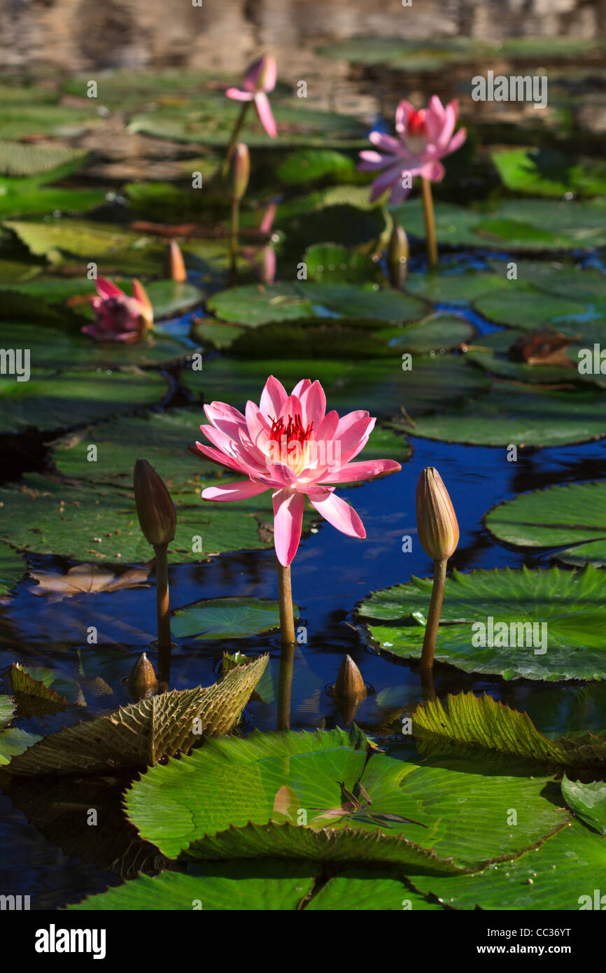 Rosa Seerosen in einem Teich noch Stockfoto