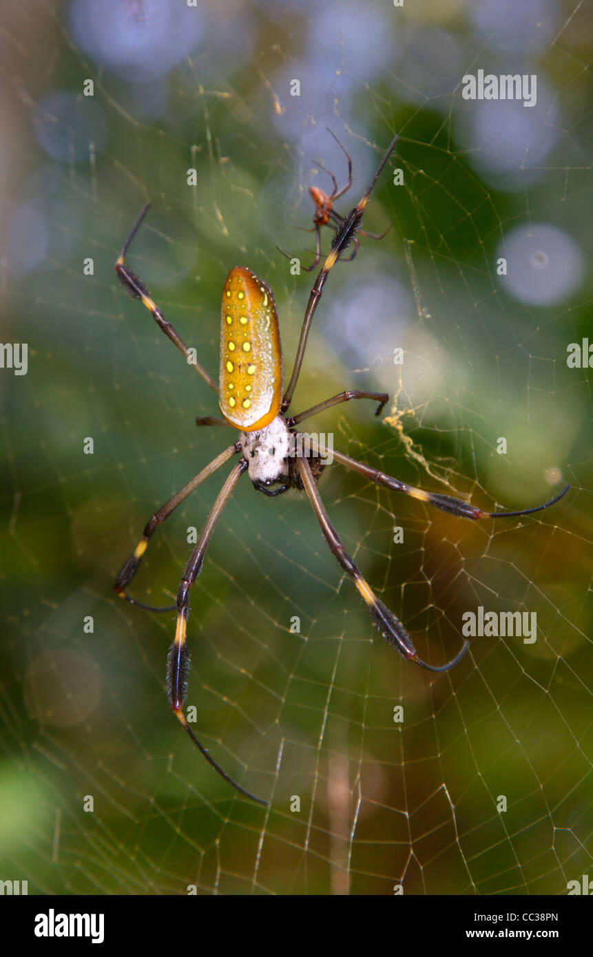Goldene Seidenkugelweber oder Bananenspinne (Trichonephila [Nephila] clavipes), weiblich mit einem Männchen im Netz. Stockfoto