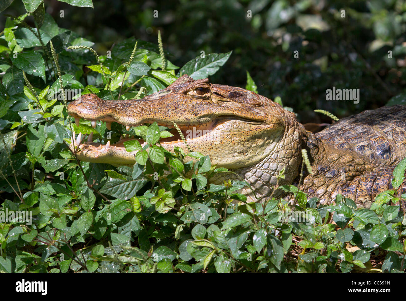 Brillentragende Kaiman (Caiman Crocodilus) versteckt in Rasen am Cano