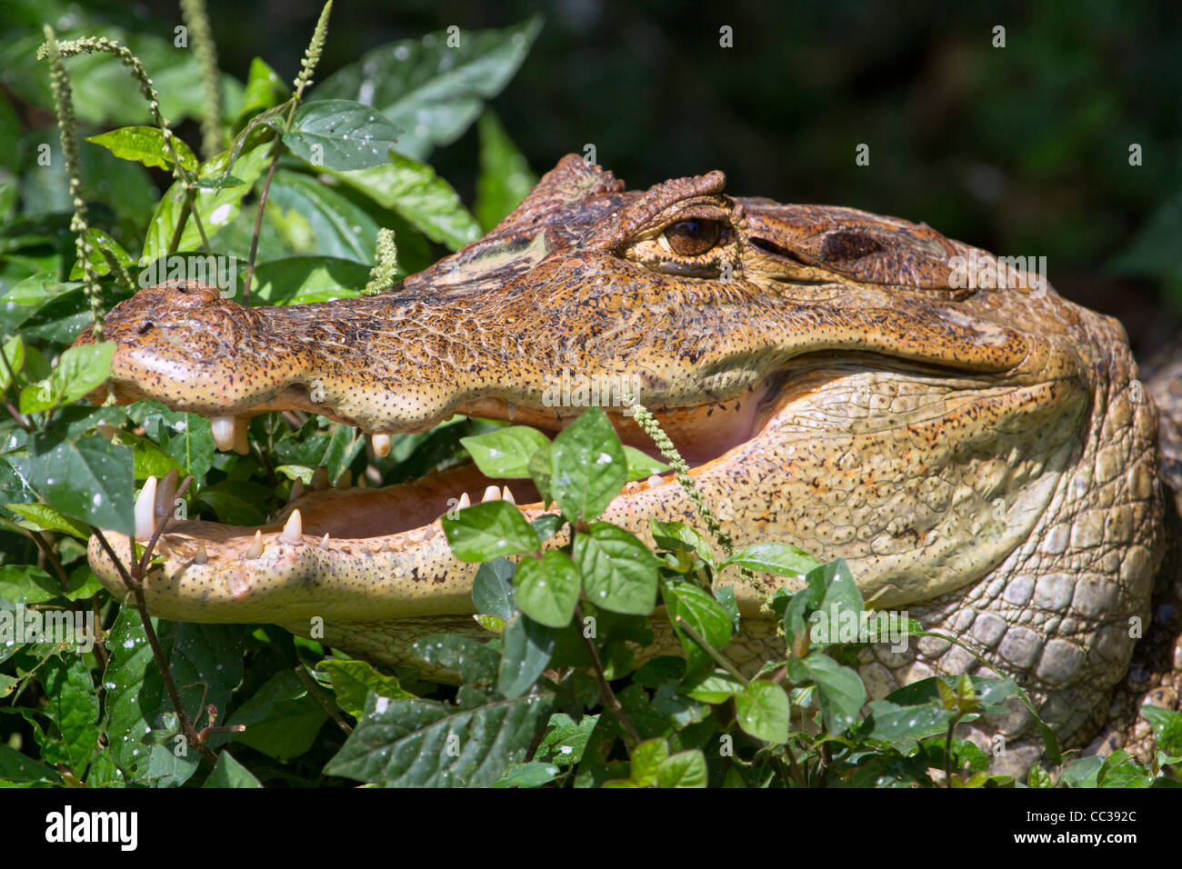Brillentragende Kaiman (Caiman Crocodilus) versteckt in Rasen am Cano Negro National Refuge, Costa Rica. Stockfoto