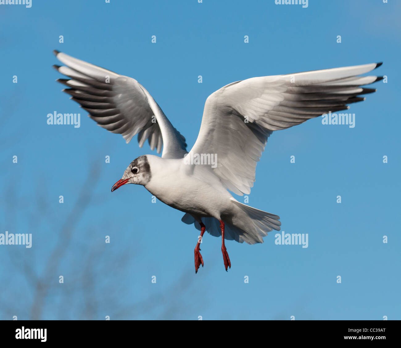 Fliegende Möwe, London Stockfoto