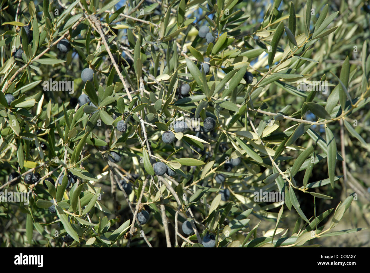 Reif Schwarze Oliven Olea Europaea In Der Nahe Von Benimassot