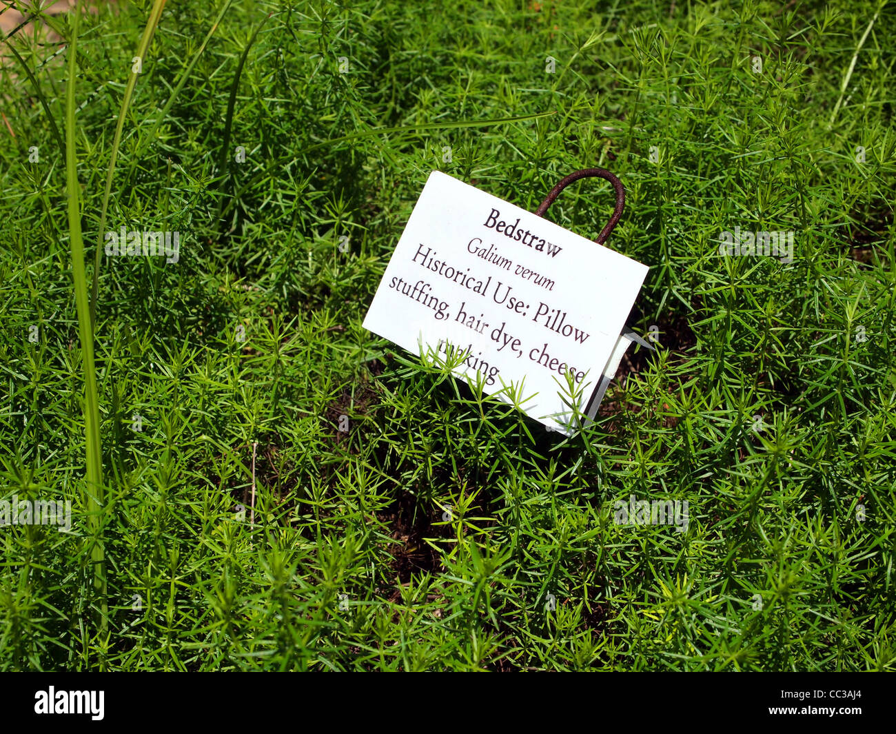Labkraut Stockfoto