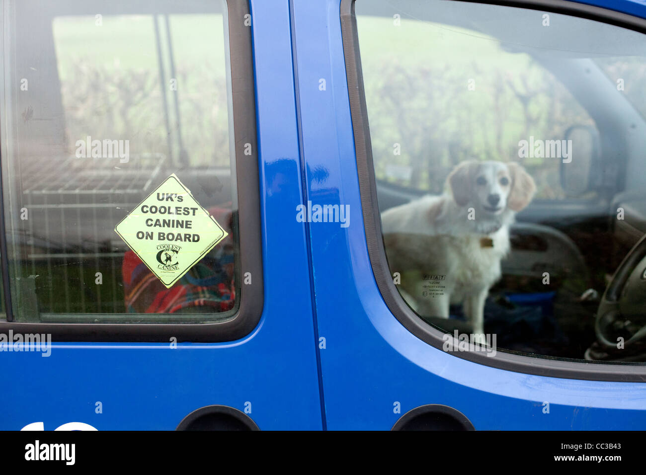 Ein Hund starrt aus einem Auto in Burley in Wharfedale, Großbritannien. Stockfoto