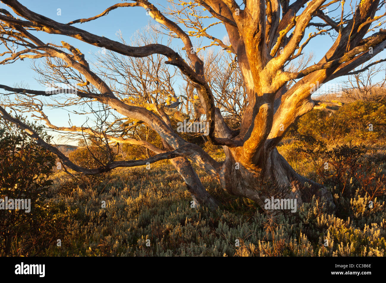 Schnee Zahnfleisch (Eucalyptus pauciflora) durch Buschfeuer in der Nähe von Wallace's Hütte auf der Bogong High Plains in den viktorianischen Alpen, Victoria, Australien verbrannt Stockfoto