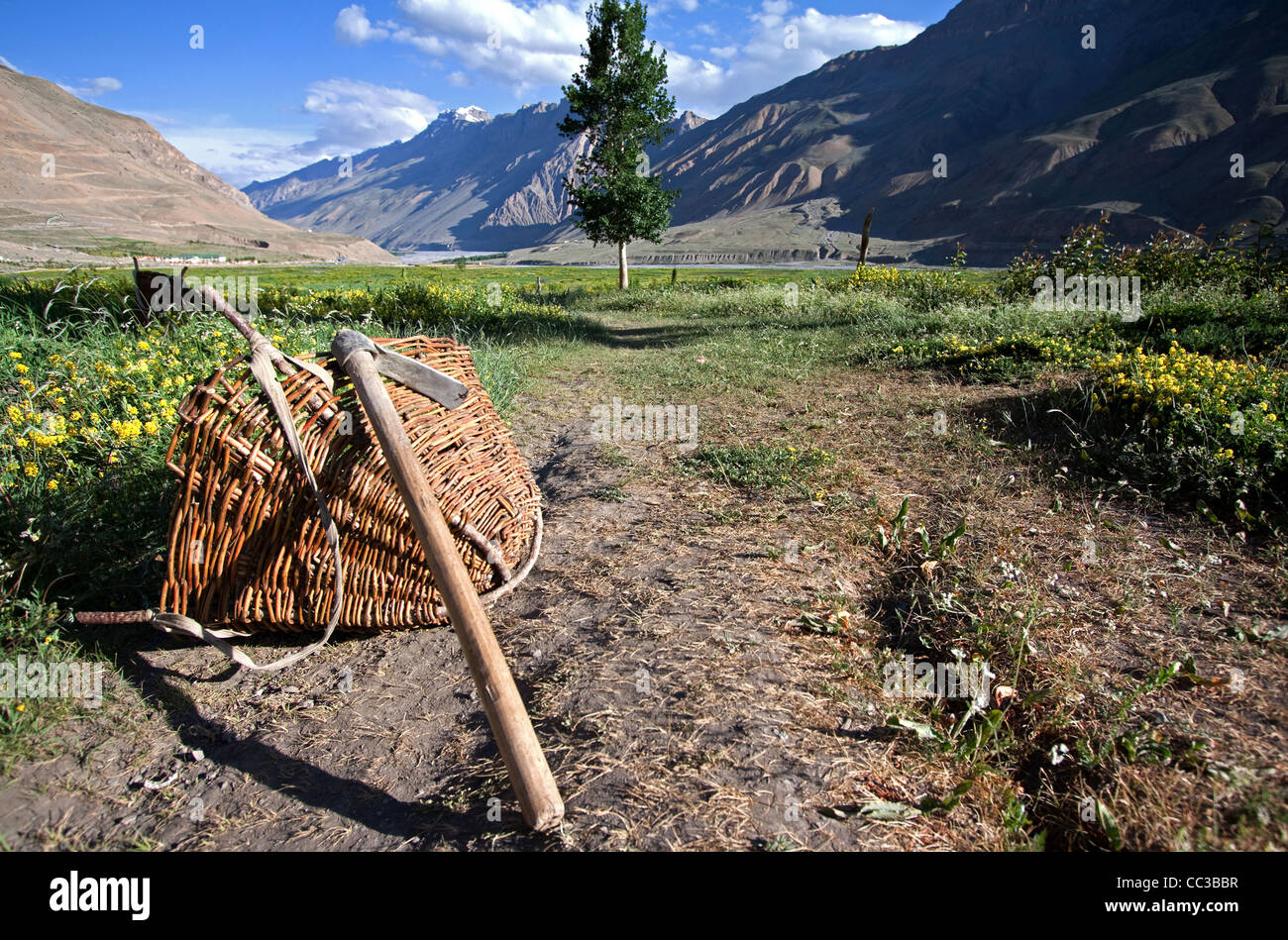Traditionelle Himalaya Pflanzenproduktion mit atemberaubender Landschaft Hintergrund von Spiti Valley in Indien, die in eine Oase im Sommer dreht. Stockfoto