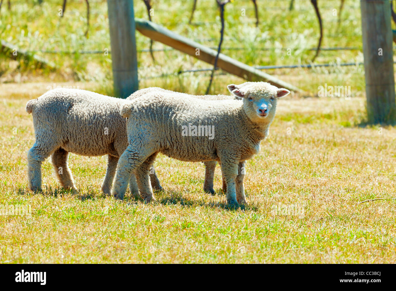Babydoll-Schafe in einem Weinberg Stockfotografie - Alamy