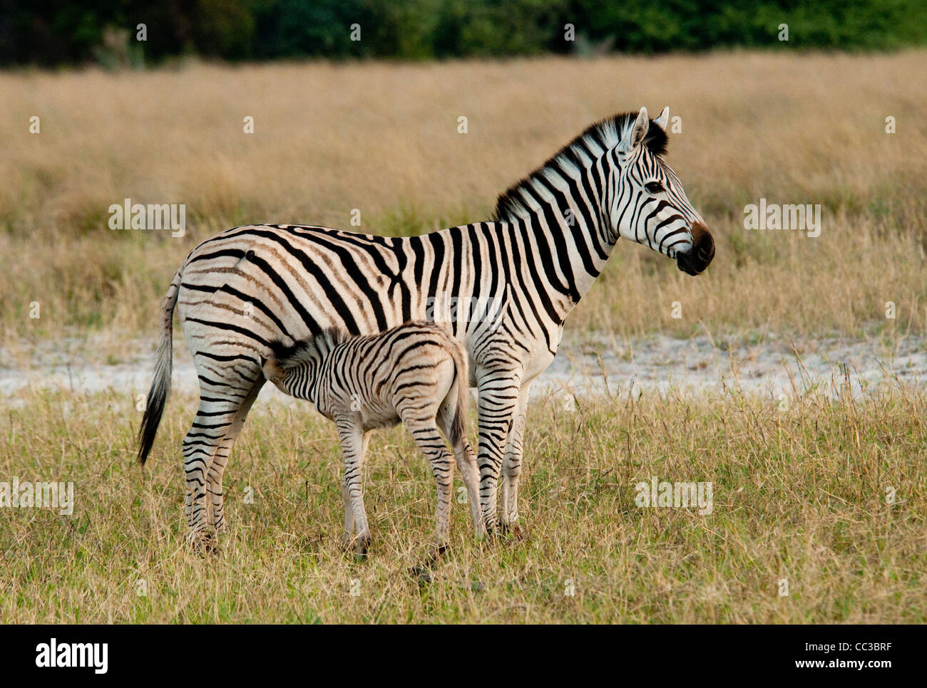 Afrika Botswana Tuba Baum-Burchell-Zebra Fohlen Pflege (Equus Burchellii) Stockfoto