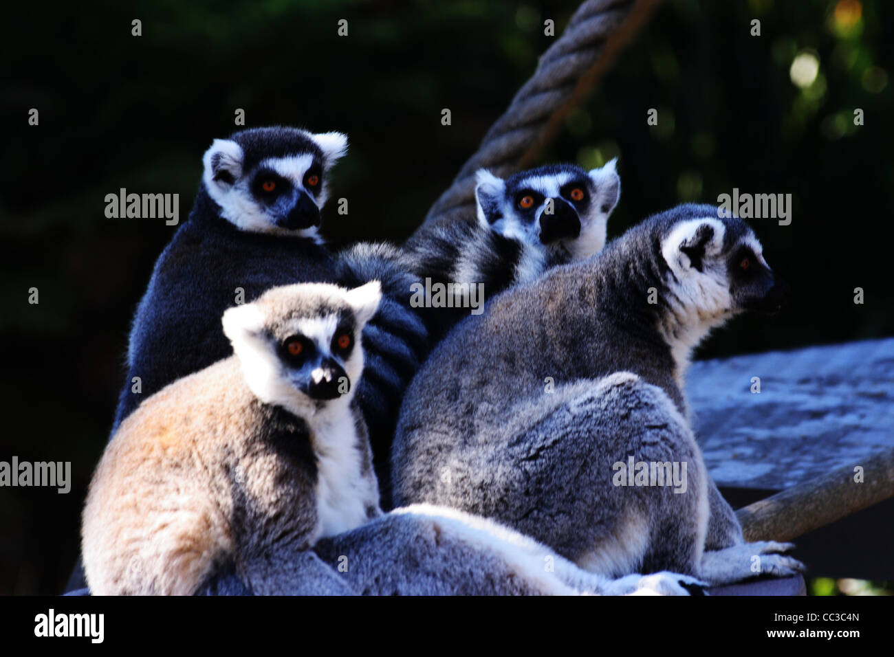Tiere im Zoo von San Francisco Stockfoto
