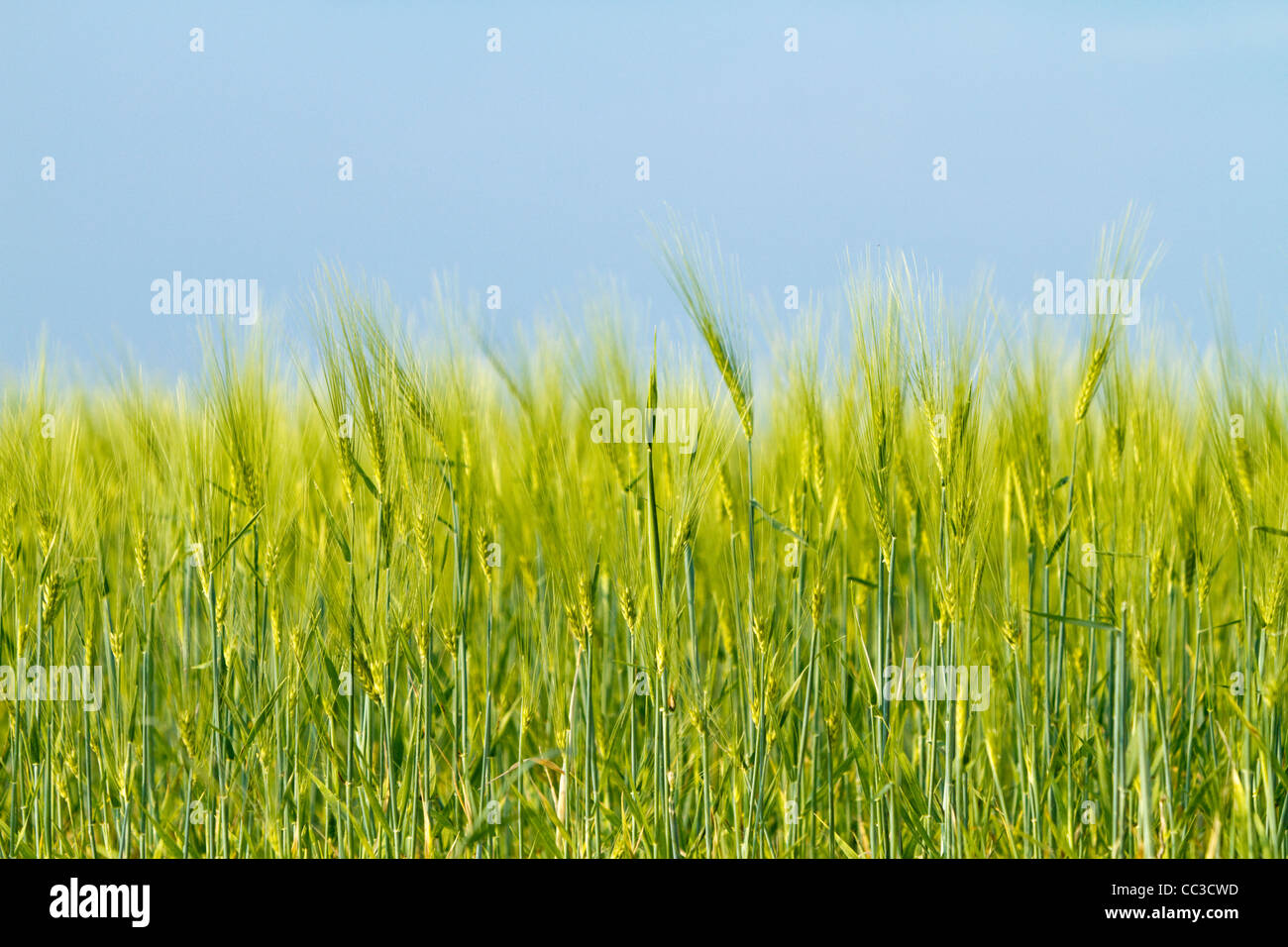 Weizenfeld unter blauem Himmel Stockfoto