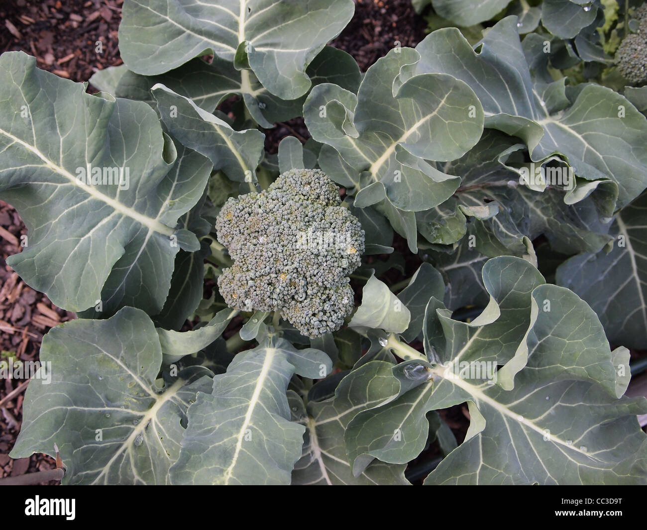 Brokkoli, wächst in einer Gemeinschaft Garten in Atlanta, Georgia Stockfoto