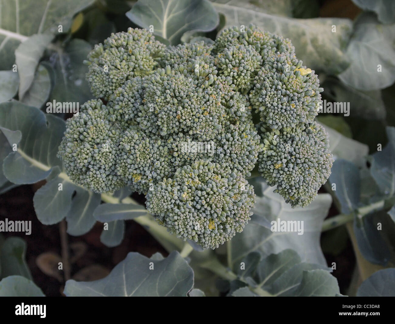 Brokkoli, wächst in einer Gemeinschaft Garten in Atlanta, Georgia Stockfoto