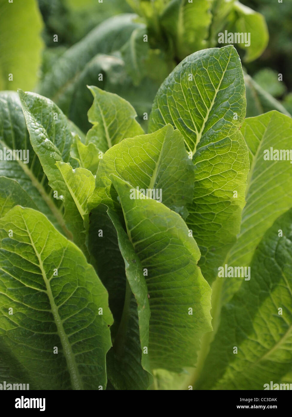 Grüne Salatblätter in einer Gemeinschaft Garten in Atlanta, Georgia Stockfoto