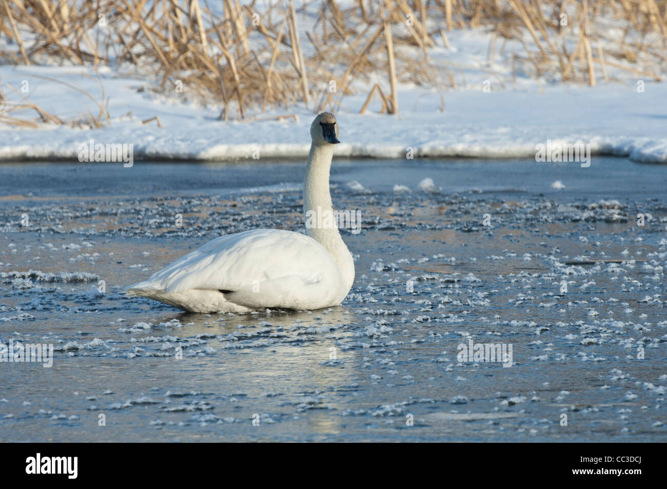 Stock Foto von einem Trompeter Schwan sitzend auf dem Eis. Stockfoto