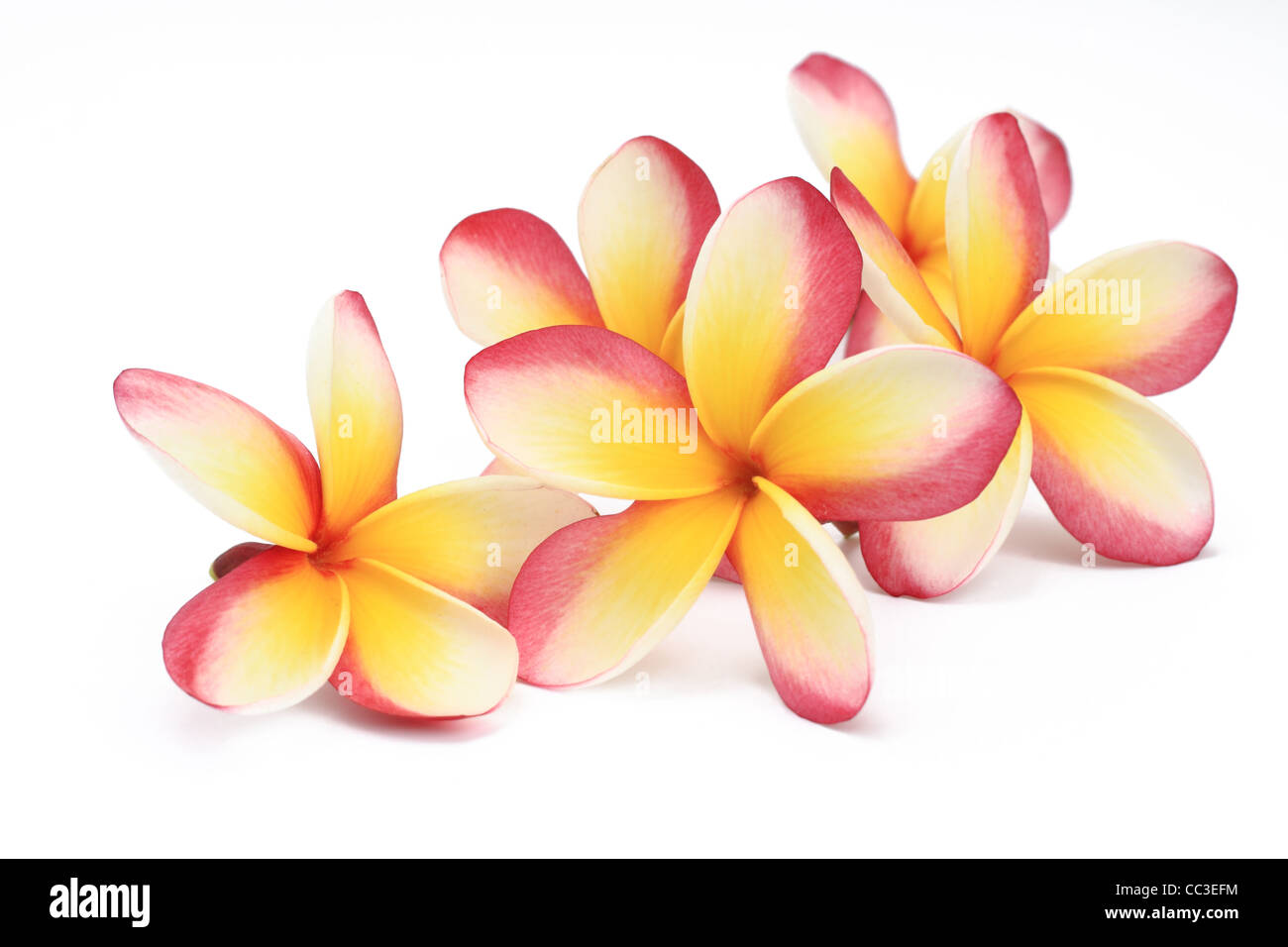 Frangipani Blüten auf weißem Hintergrund Stockfoto
