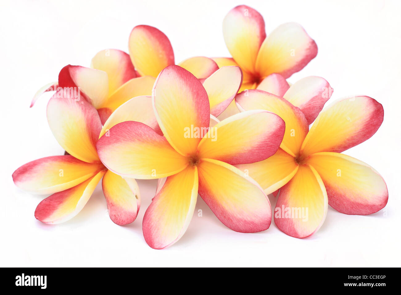 Frangipani Blüten auf weißem Hintergrund Stockfoto