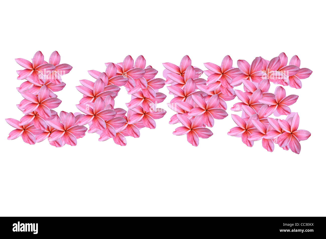 Liebe Rosa Frangipani Blüten Stockfoto