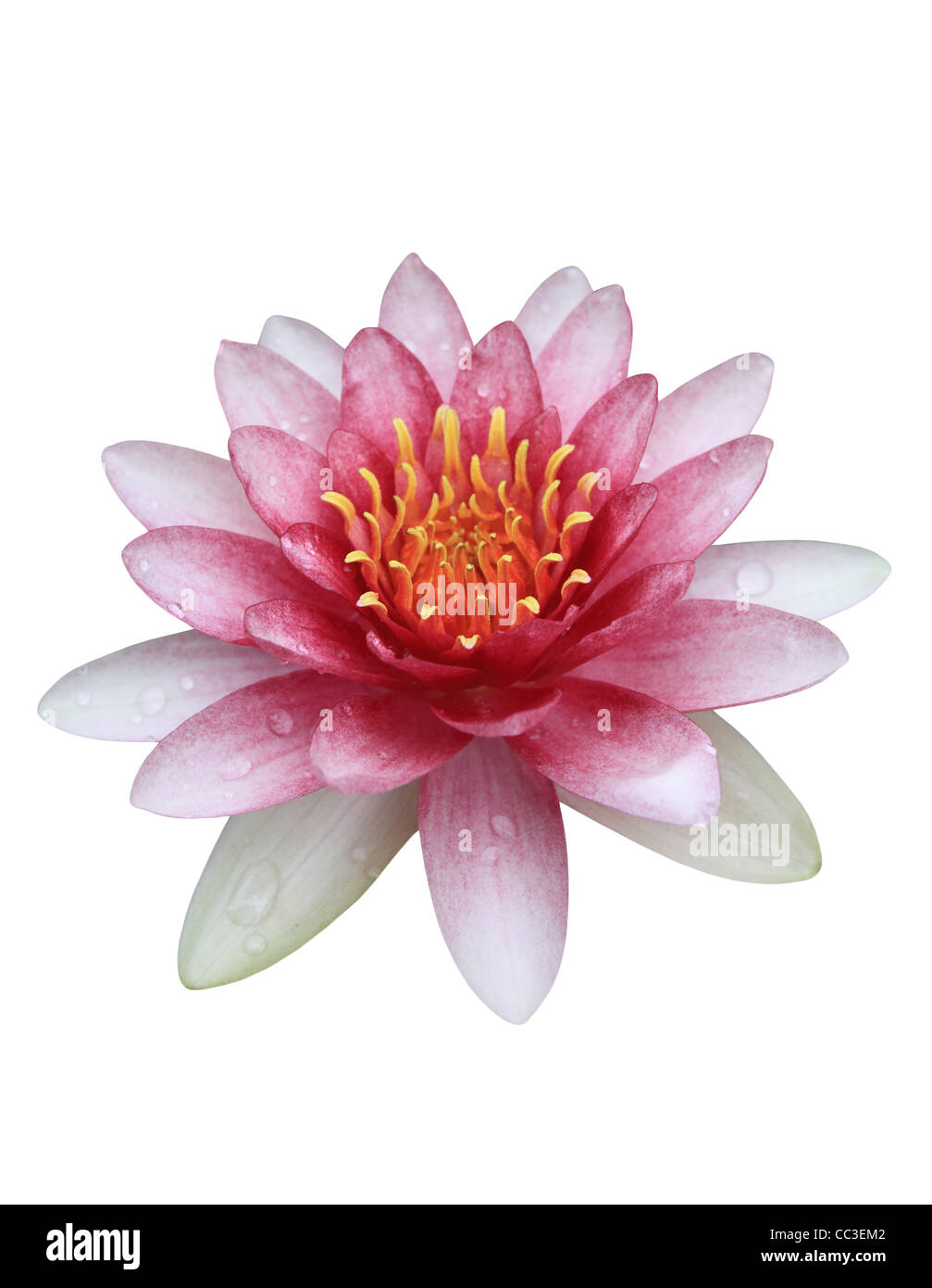 Pink Lotus (Seerose) isoliert auf weißem Hintergrund Stockfoto